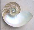 Kerang